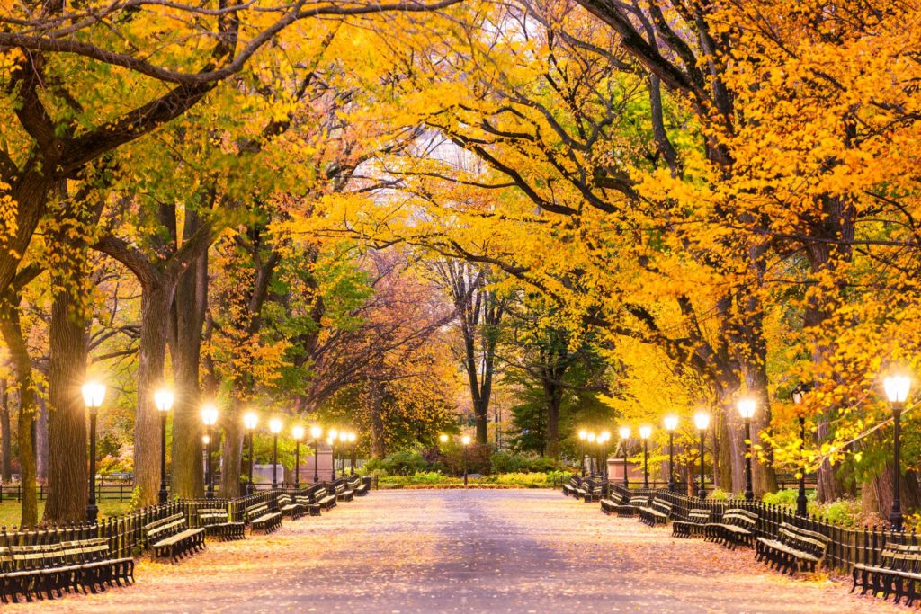 Central Park at The Mall in New York City during predawn, with street lights on and orange leaves and autumn colors on the trees.